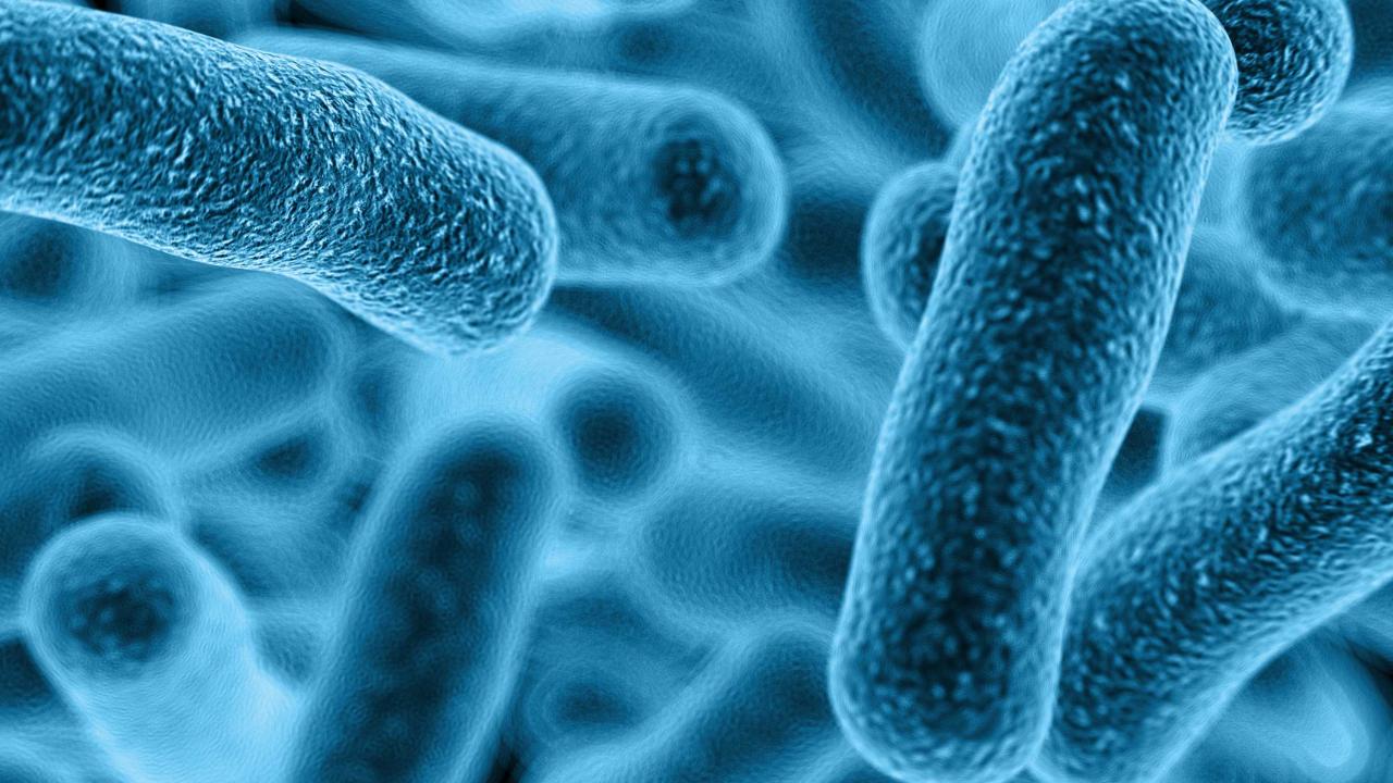 Bacteria