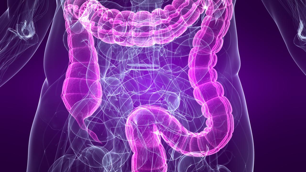 Gut