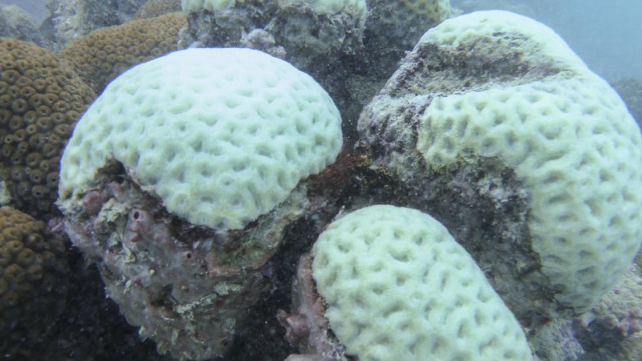 Coral Bleaching
